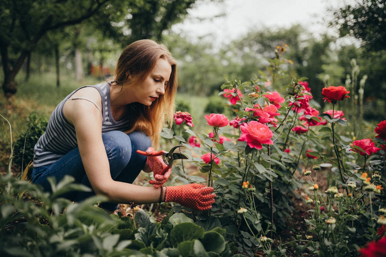 Young woman prepares to prune roses from in-ground bed.