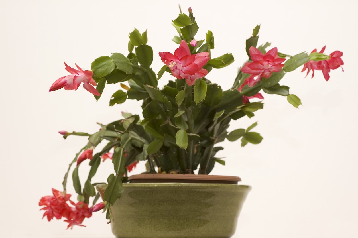 Isolated Christmas Cactus in full bloom