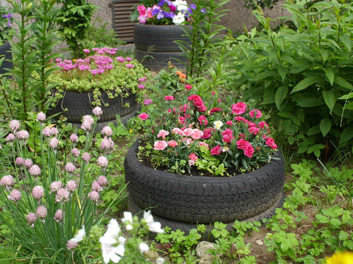blooming garden with old tires in the foreground