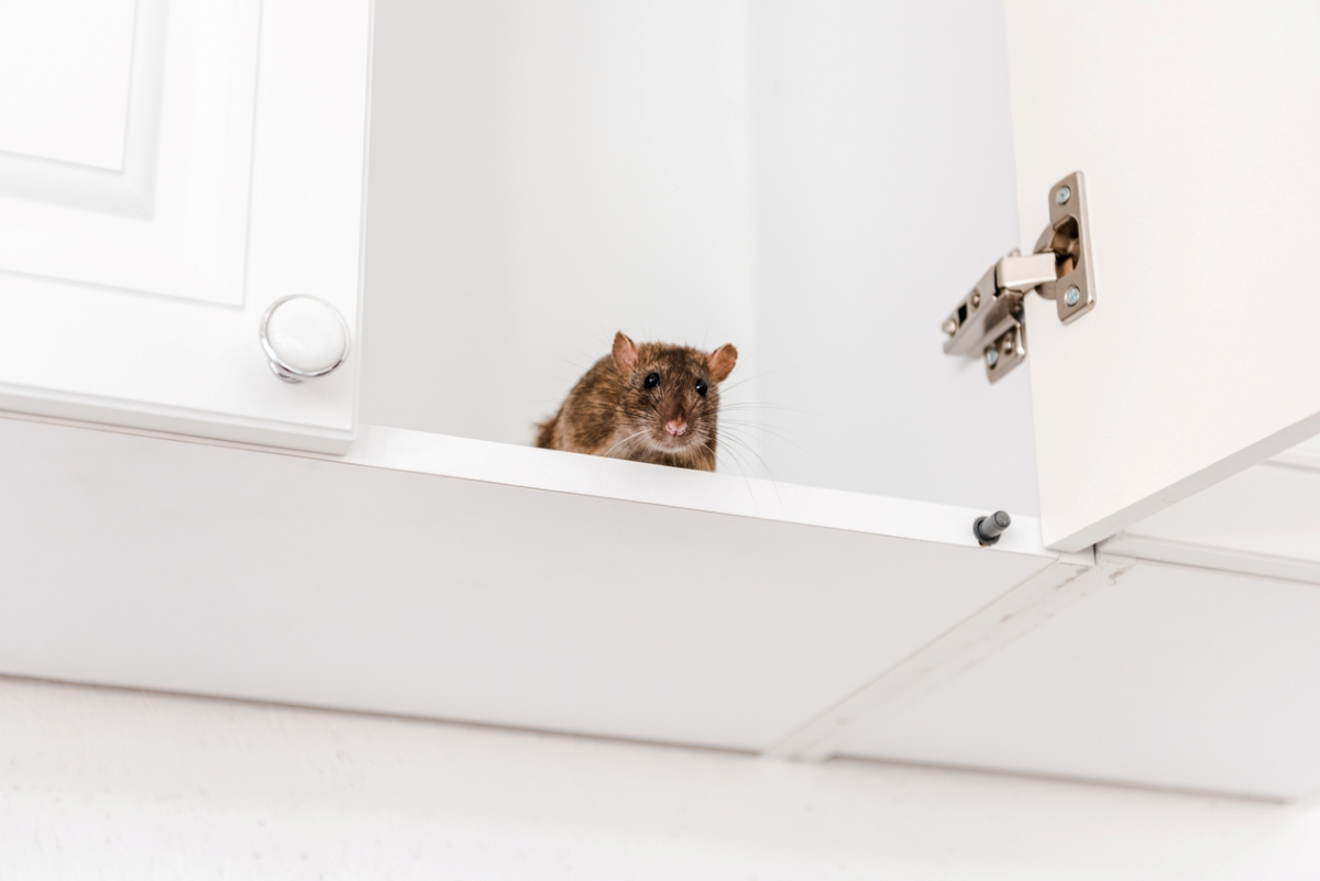 Rodent looking from open cabinet.