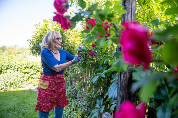 How to Prune Roses of All Types