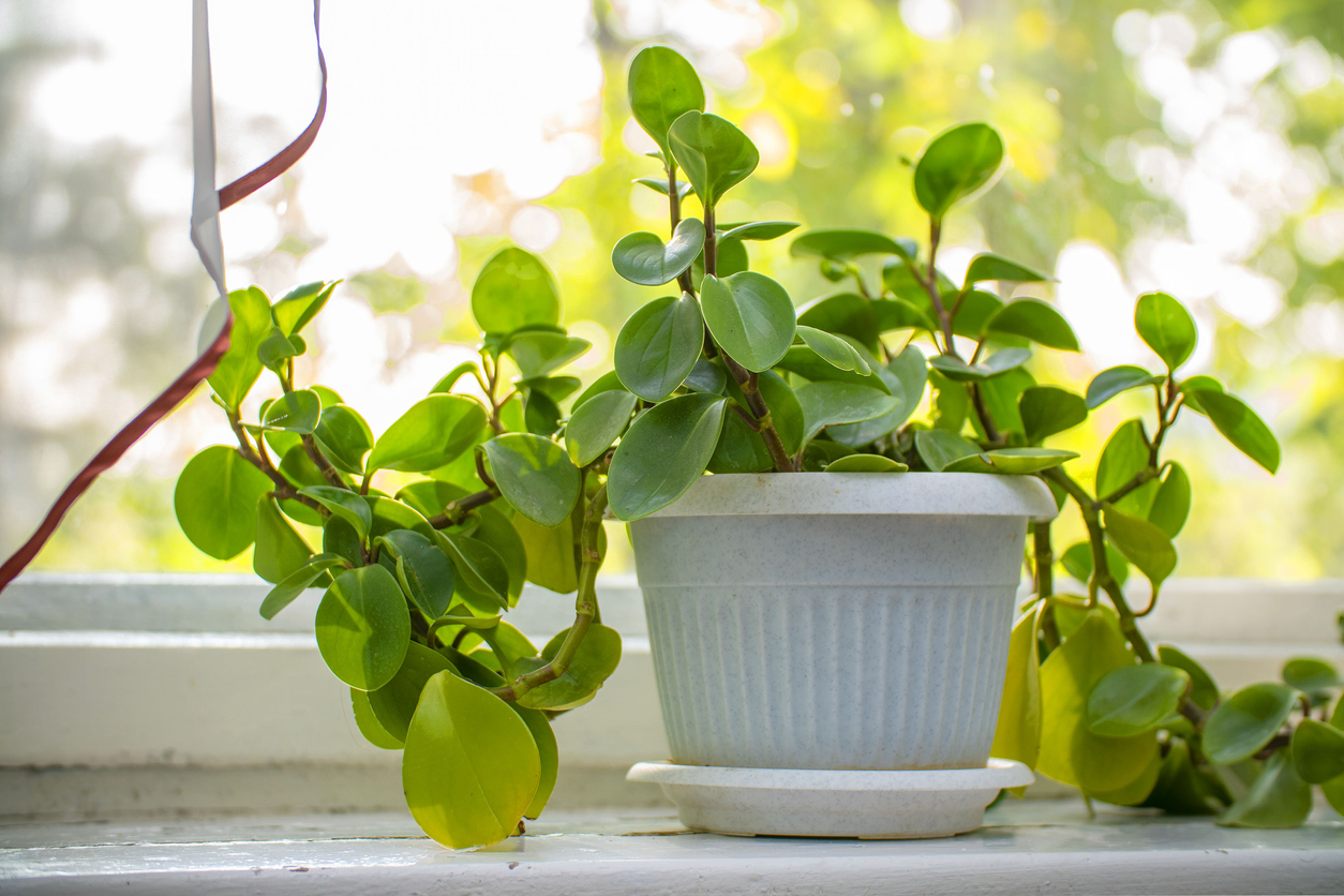 A peperomia houseplant sitting on a bright windowsill.