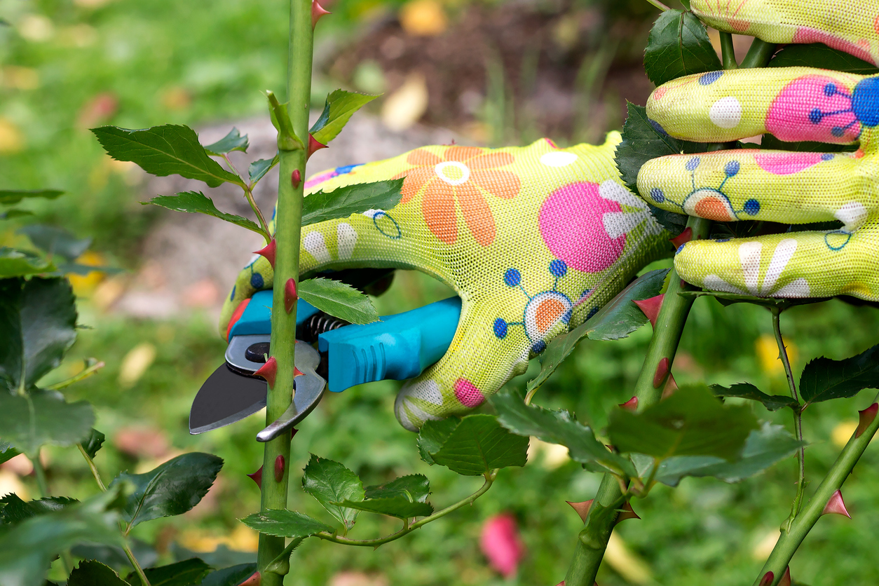 Pruning healthy rose stems from rose bush.