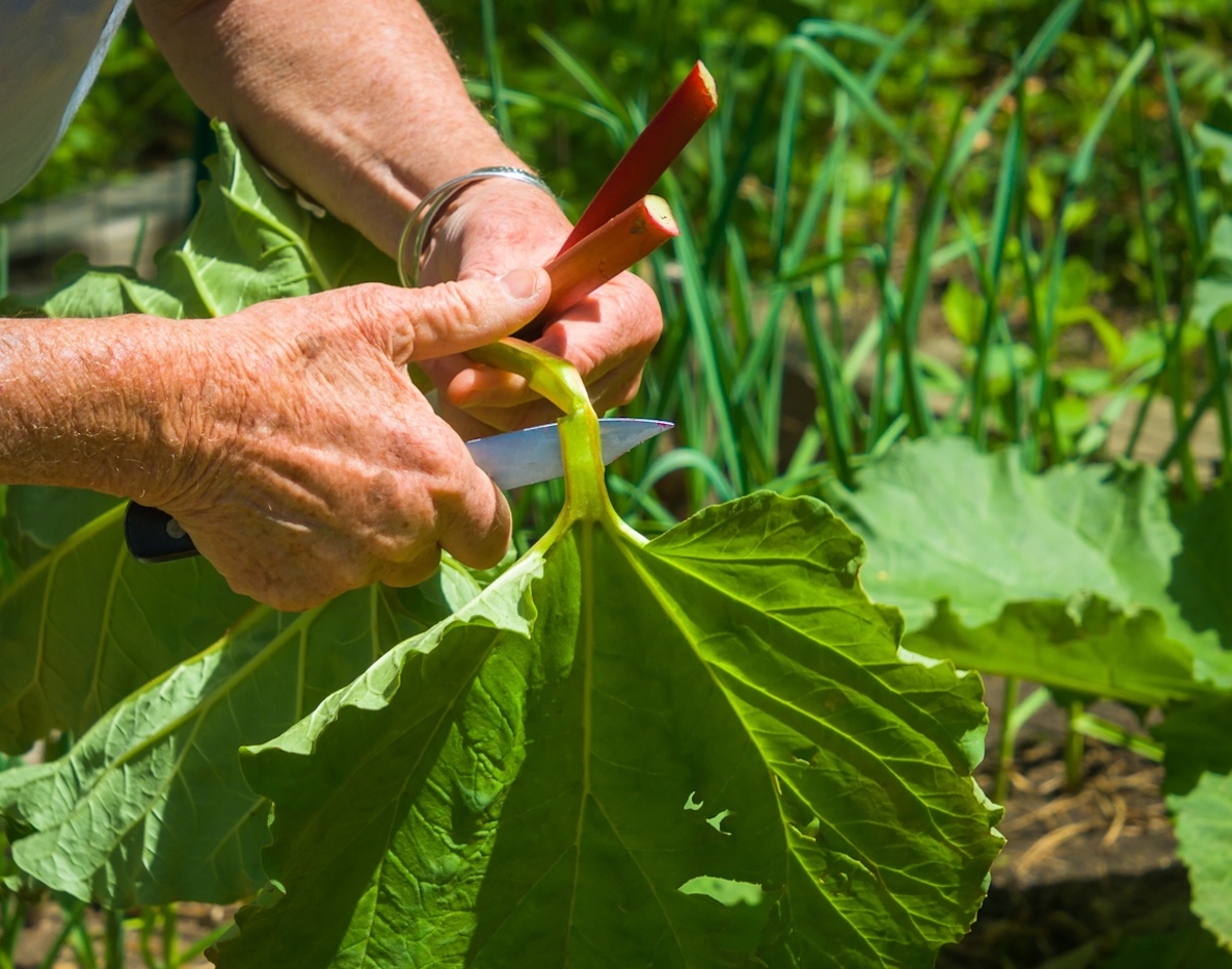 A person cutting the stalk of a rhubarb plant from their home garden.