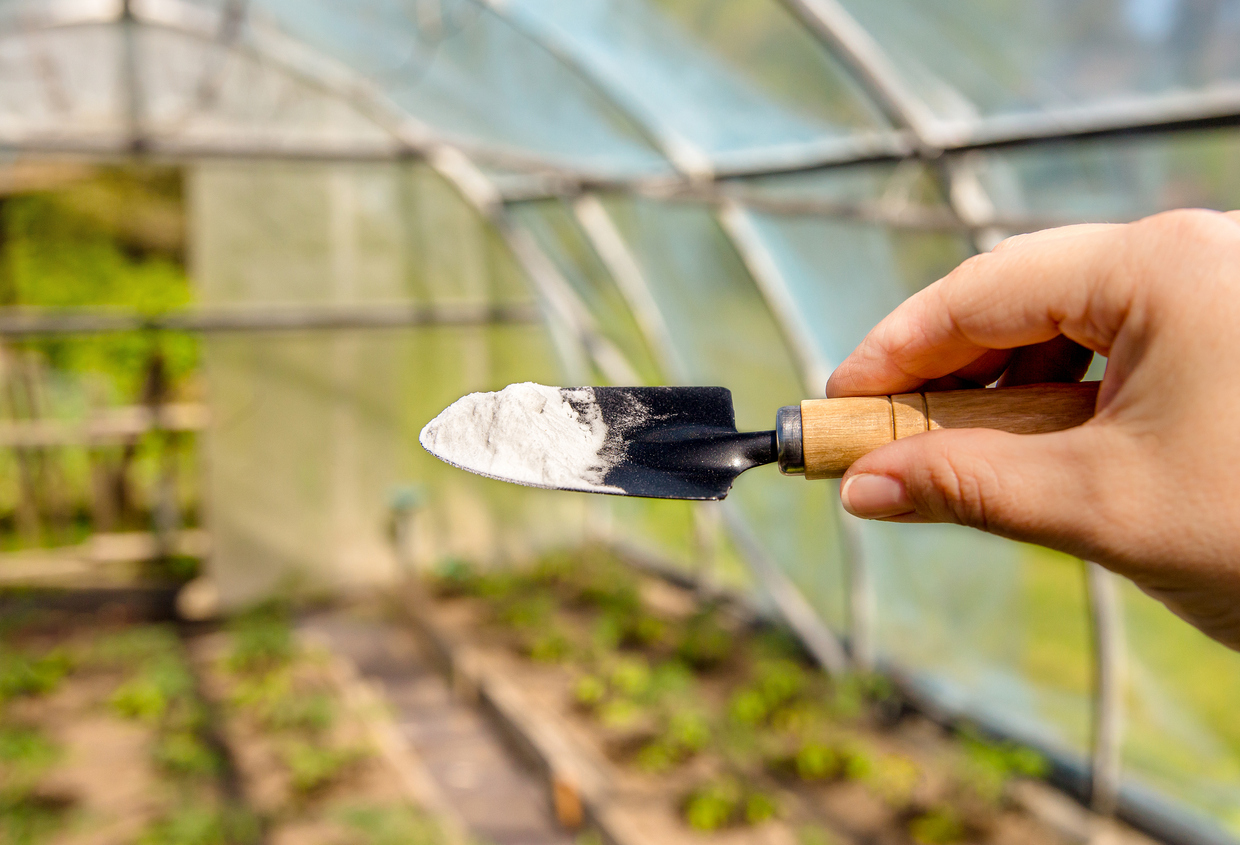 A-hand-holds-a-small-spade-with-baking-soda-in-front-of-a-greenhouse-with-plants.