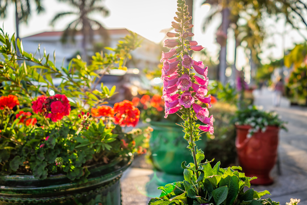 Downtown street sidewalk path at sunset in Naples, Florida with closeup of tropical potted foxglove digitalis purple flowers, geranium pots outdoors with soft sun sunlight