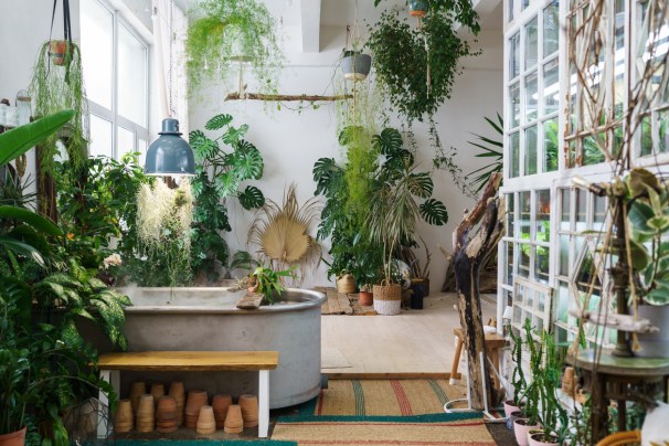 15 Tropical Plants You Can Grow Indoors - Bob Vila