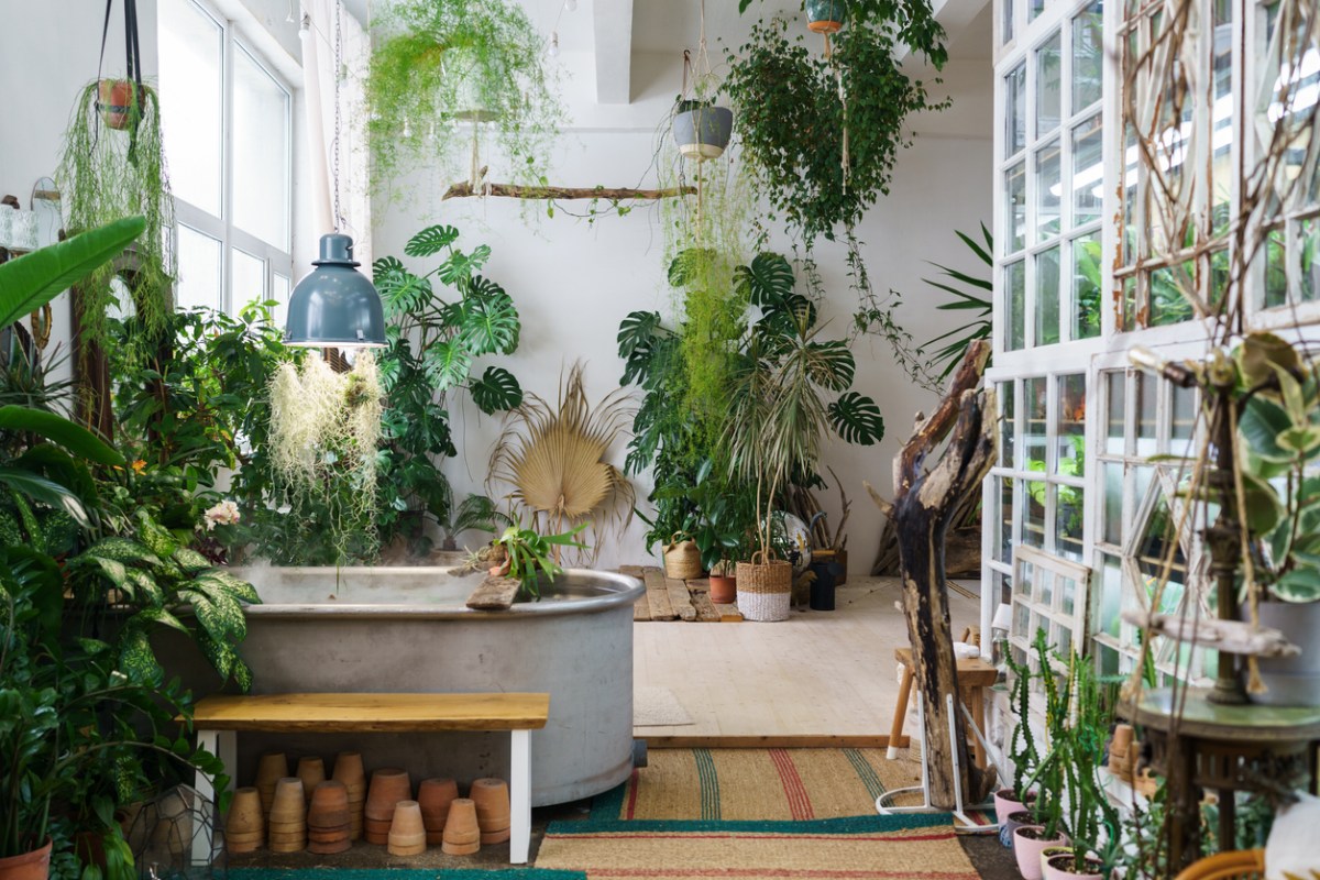 White room with many tropical houseplants hung from ceiling and in planters.