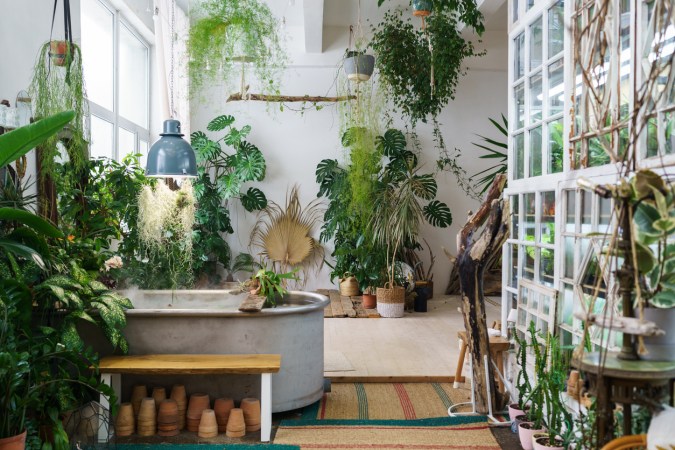 These Are the Best Houseplants for Your South-Facing Windows