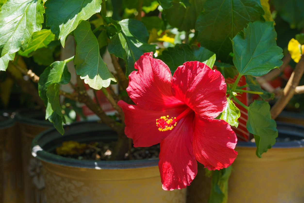 Red tropical hibiscus growing in large planter.