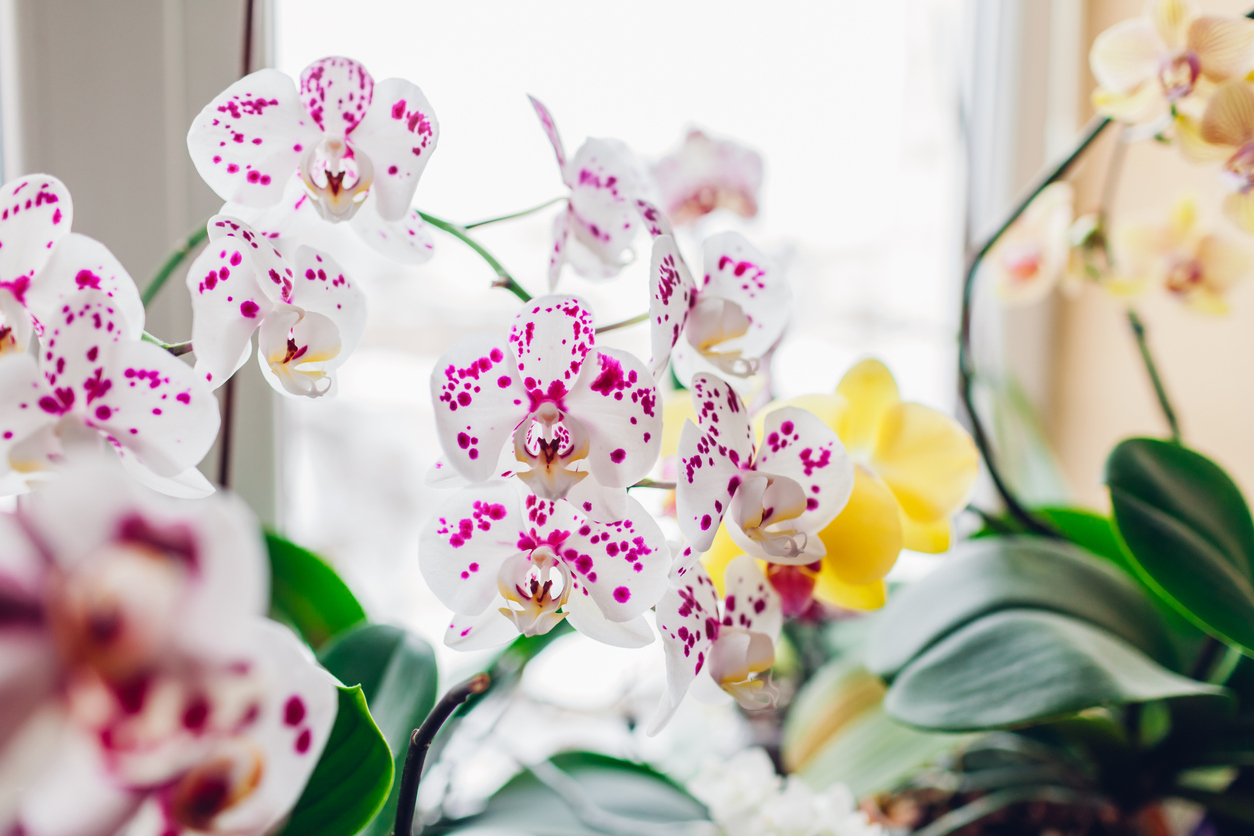 Orchids phalaenopsis flower on window sill. Home plants in blossom. White, purple, yellow blooms. Home garden. Close up