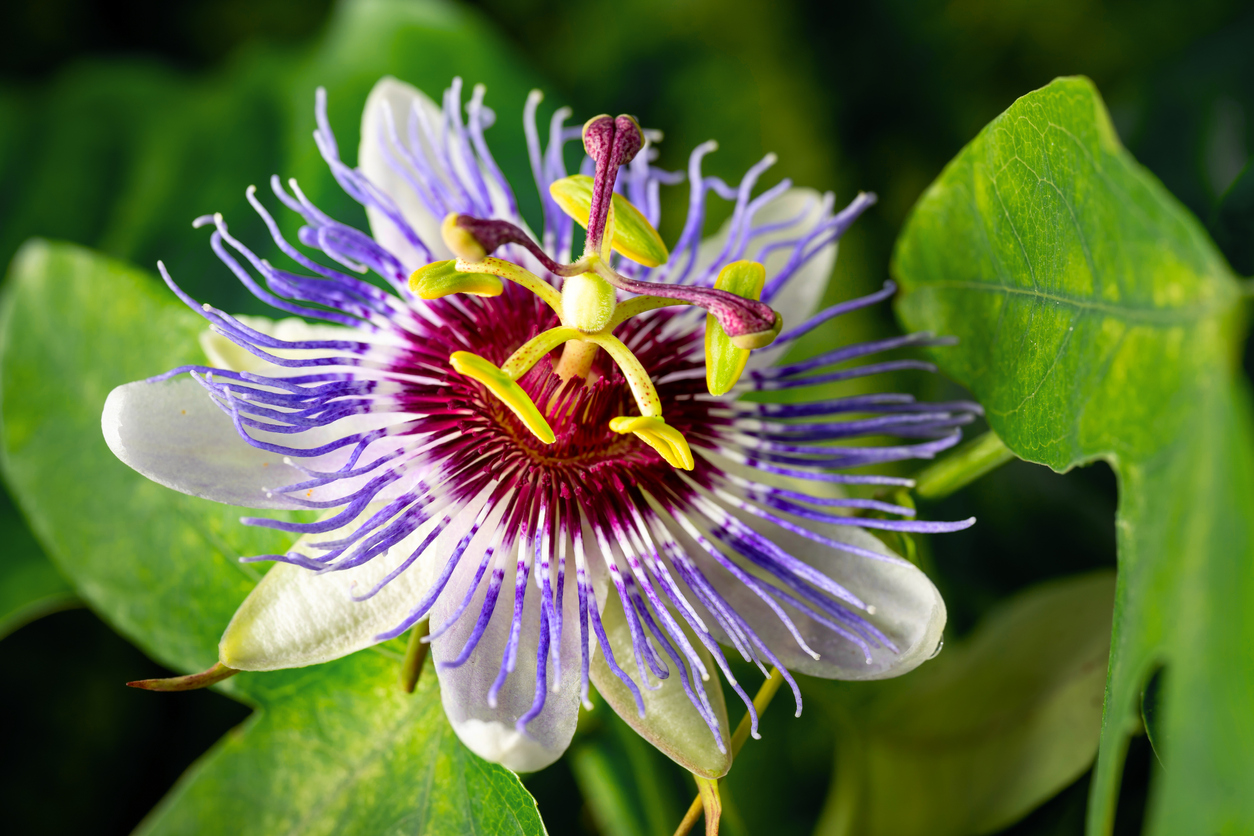 Purple, maroon, white, and green passionflower growing in green leaves.
