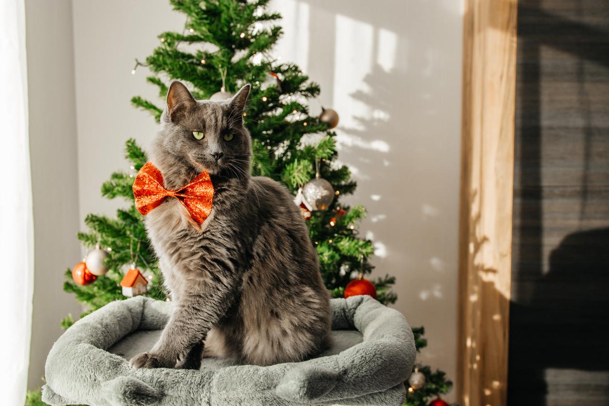 A beautiful domestic gray cat in a bow tie sits next to a decorated Christmas tree. Merry Christmas and New Year.