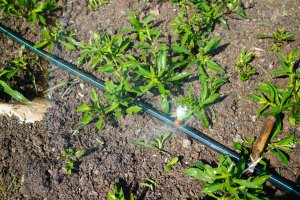 Water jets oozing from a watering hose with Agricultural sprinkler in farm