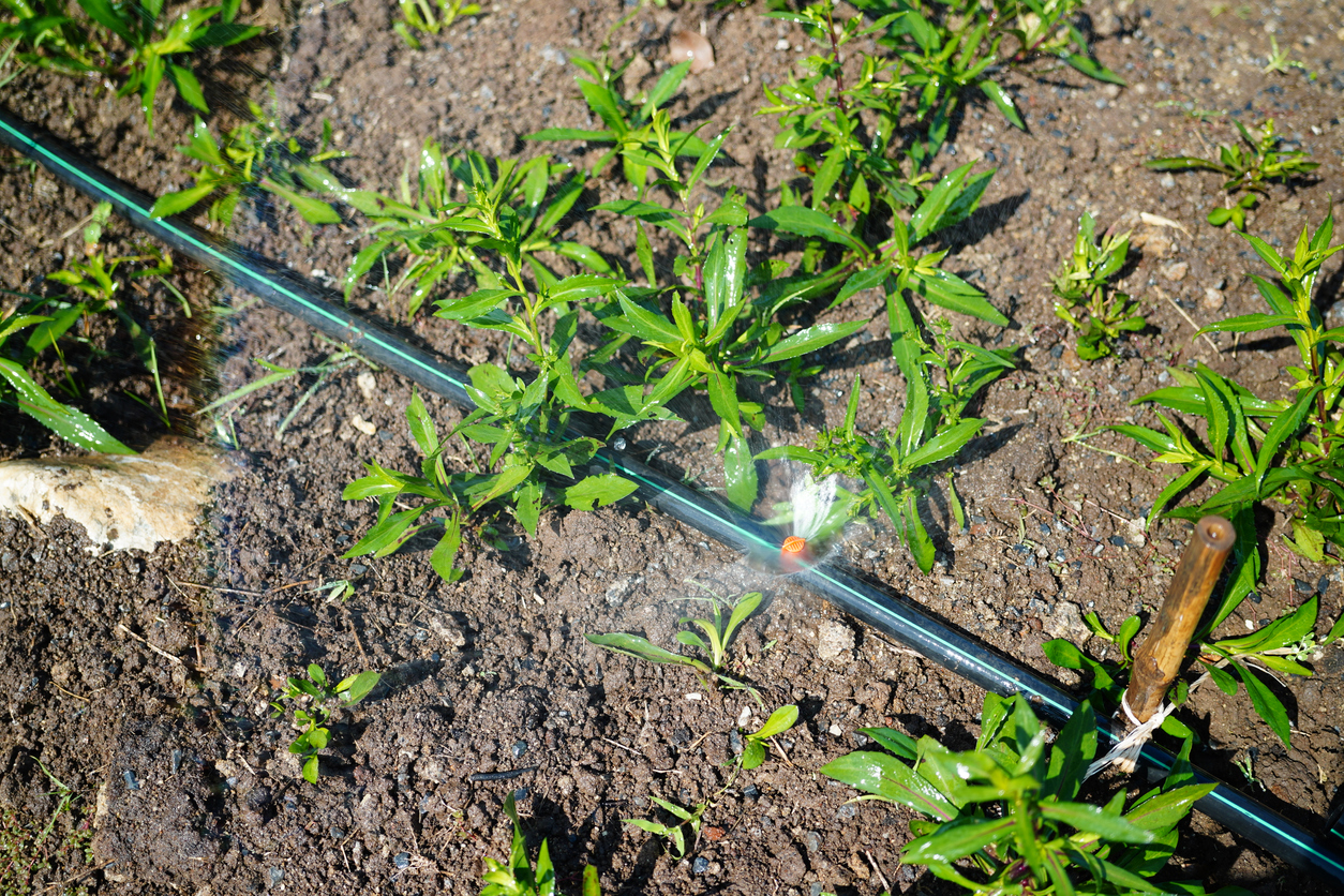 Water jets oozing from a watering hose with Agricultural sprinkler in farm