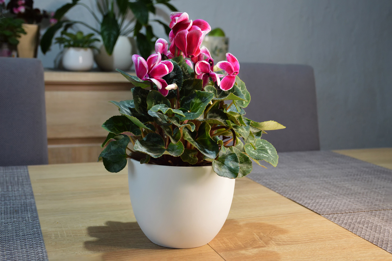 Cyclamen persicum with pink and white flowers in white pot.