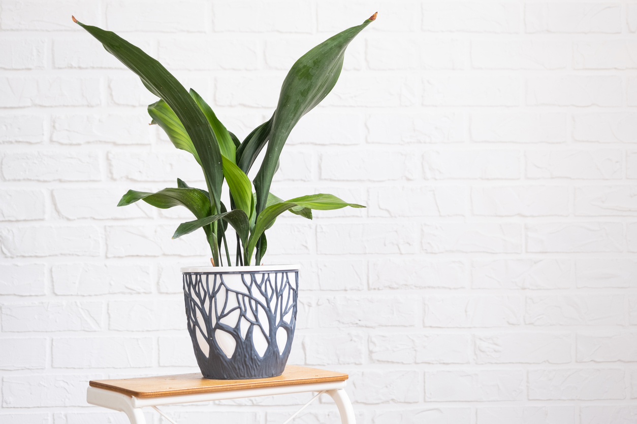 Aspidistra with tough leaves on a stand in interior on whtite brick wall. Potted house plants, green home decor, care and cultivation