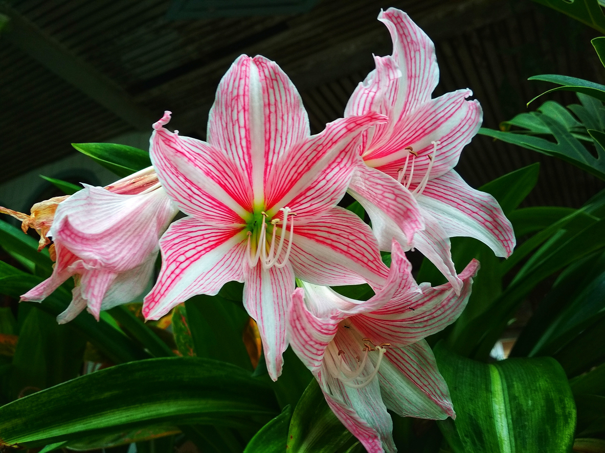 Pink and white amaryllis with green leaves in the background.