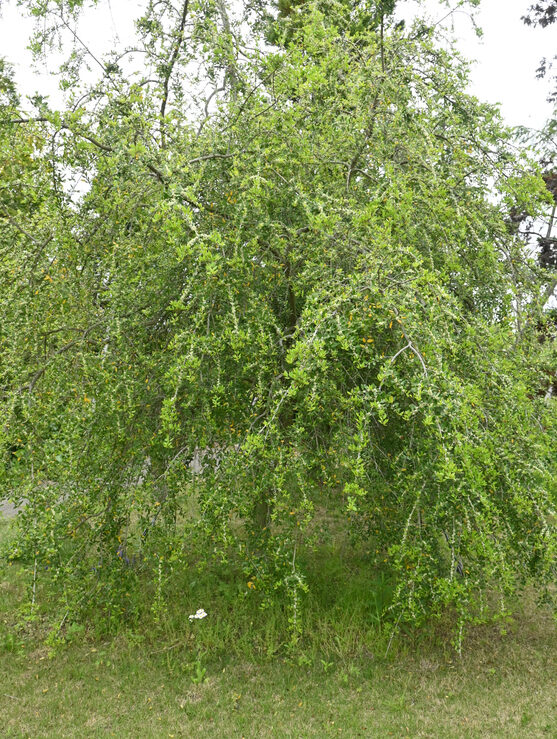 A weeping yaupon holly tree in a backyard.