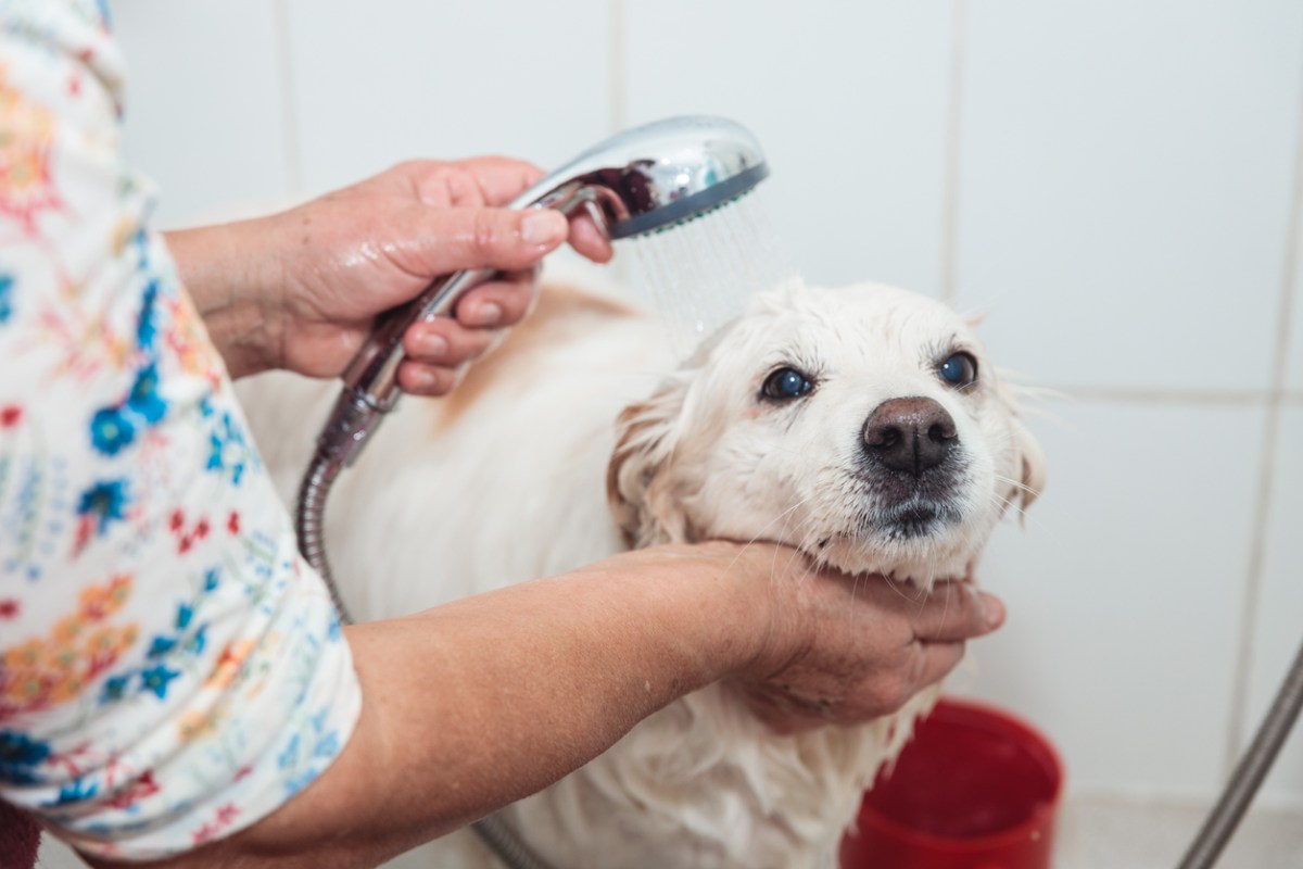 A dog owner rinsing off their dog in a tiled dog wash station.