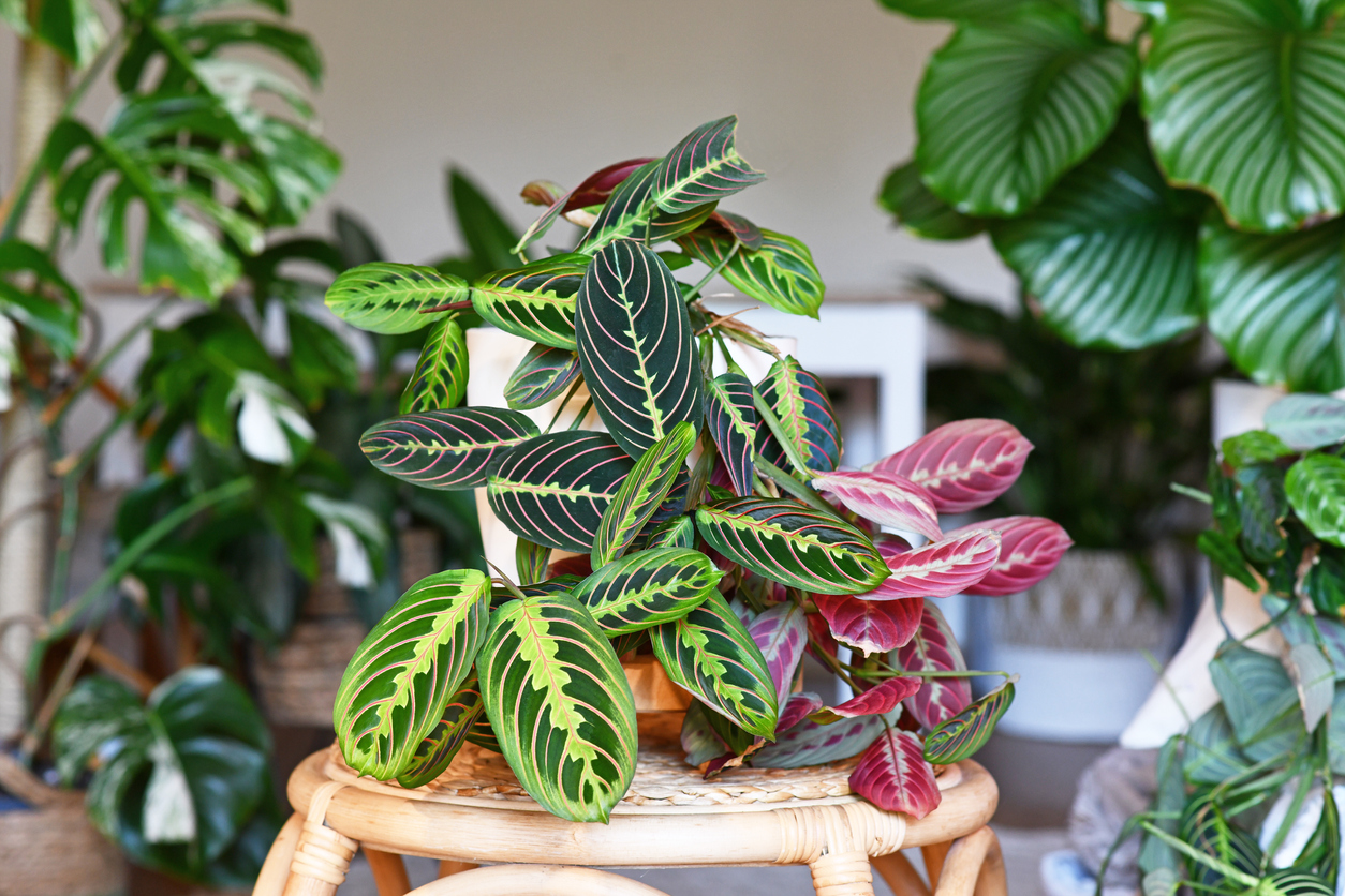 Tropical 'Maranta Leuconeura Fascinator' houseplant with leaves with exotic red stripe pattern table in living room with many plants