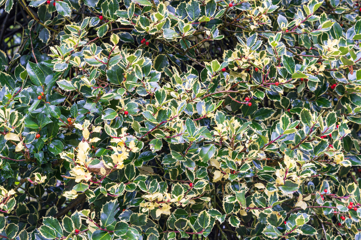 Variegated English Holly growing outdoors.