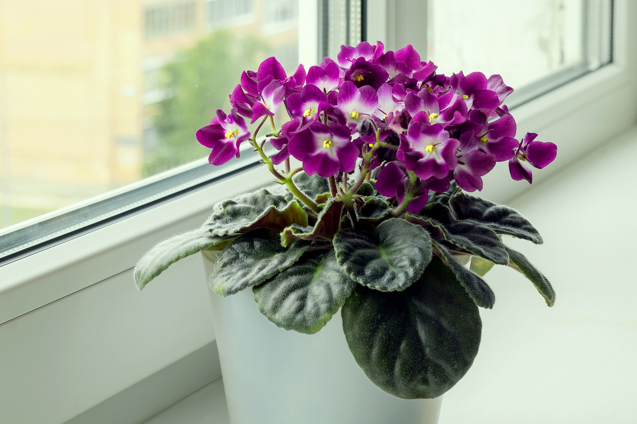 A blooming lilac African violet grows in a small pot on a home windowsill.
