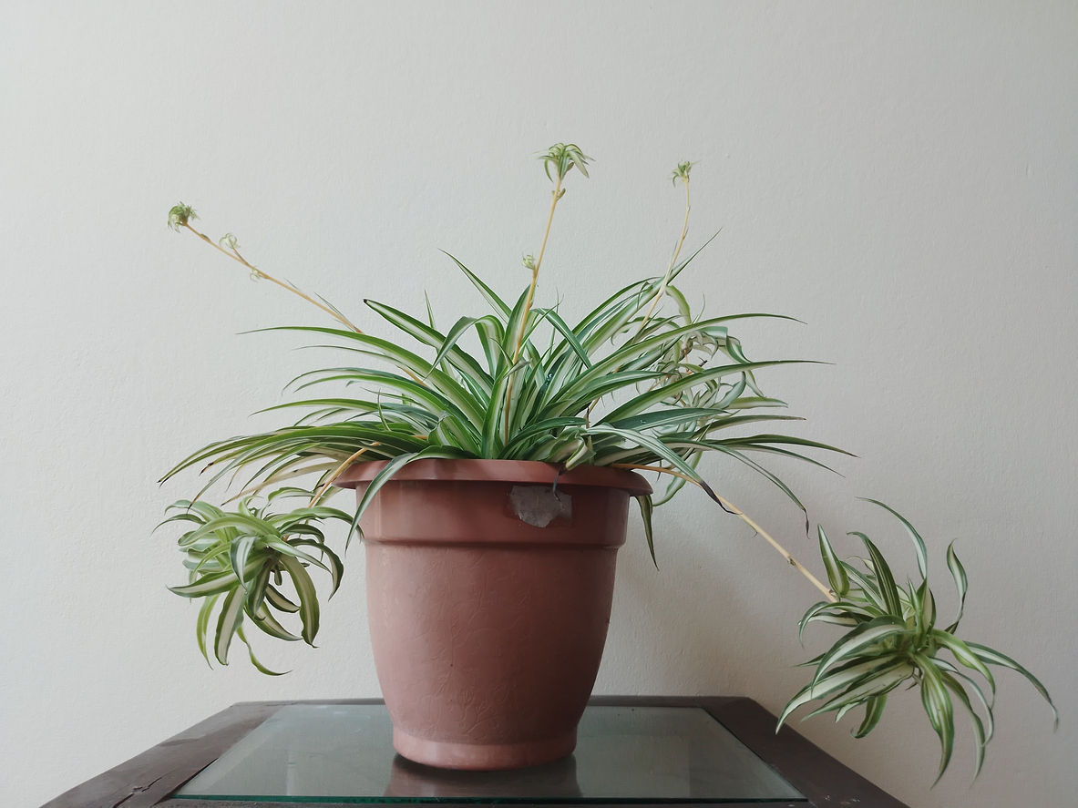 Spider Plants In a Brown Pot at House