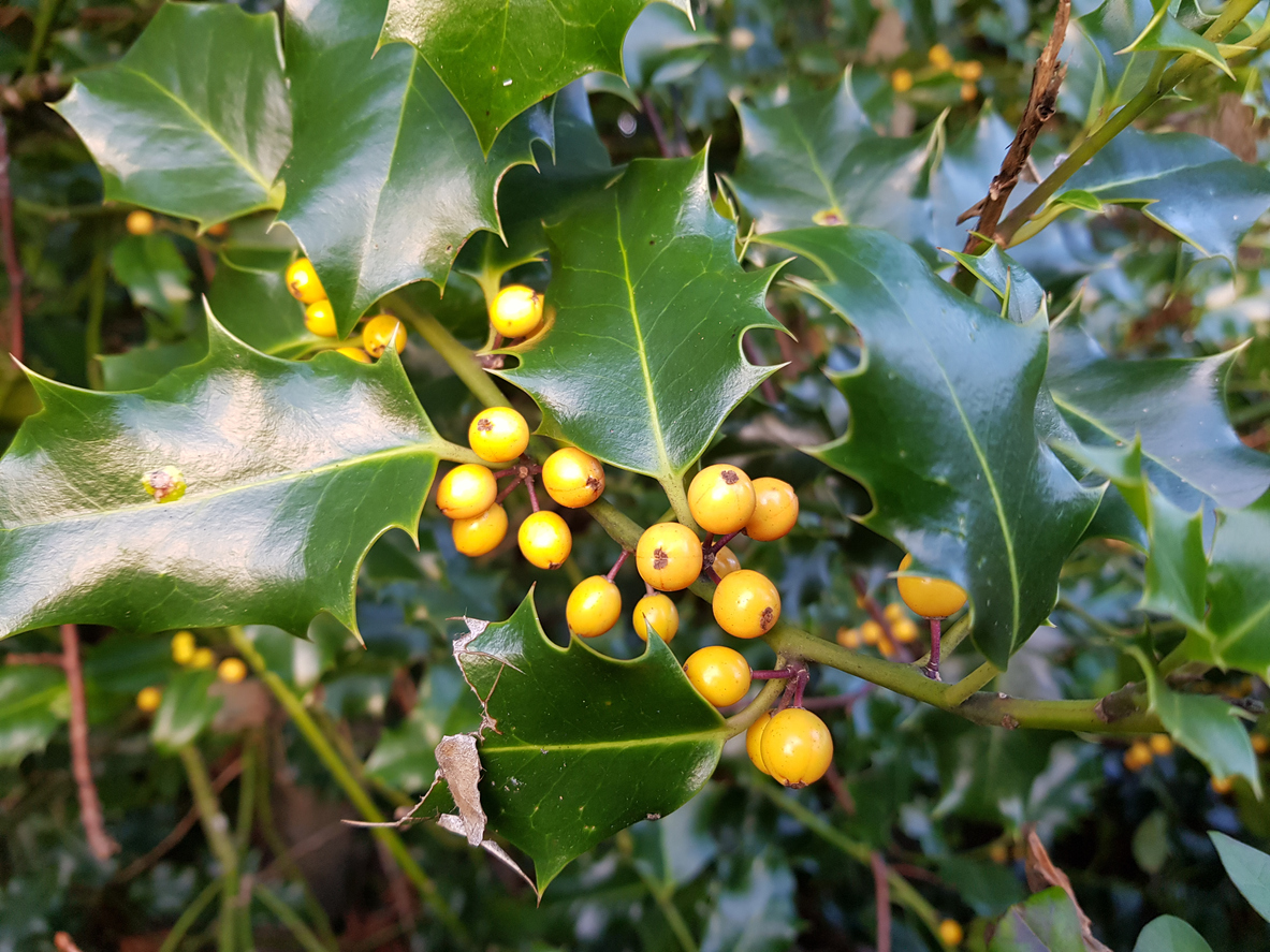 A canary American holly bush with yellow berries.