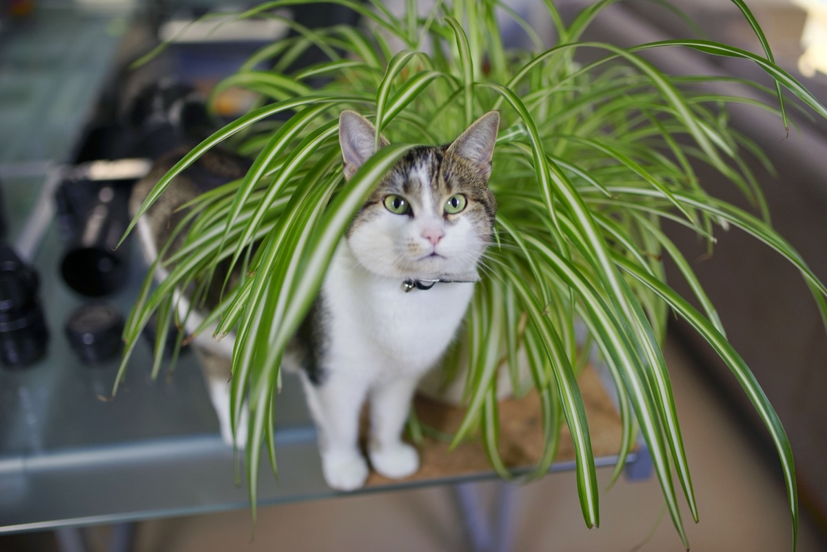 A house cat sitting under a spider plant houseplant that is safe for cats.