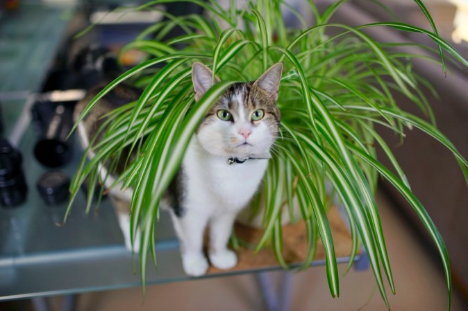 15 Tropical Plants You Can Grow Indoors (If It’s Too Cold Outside)