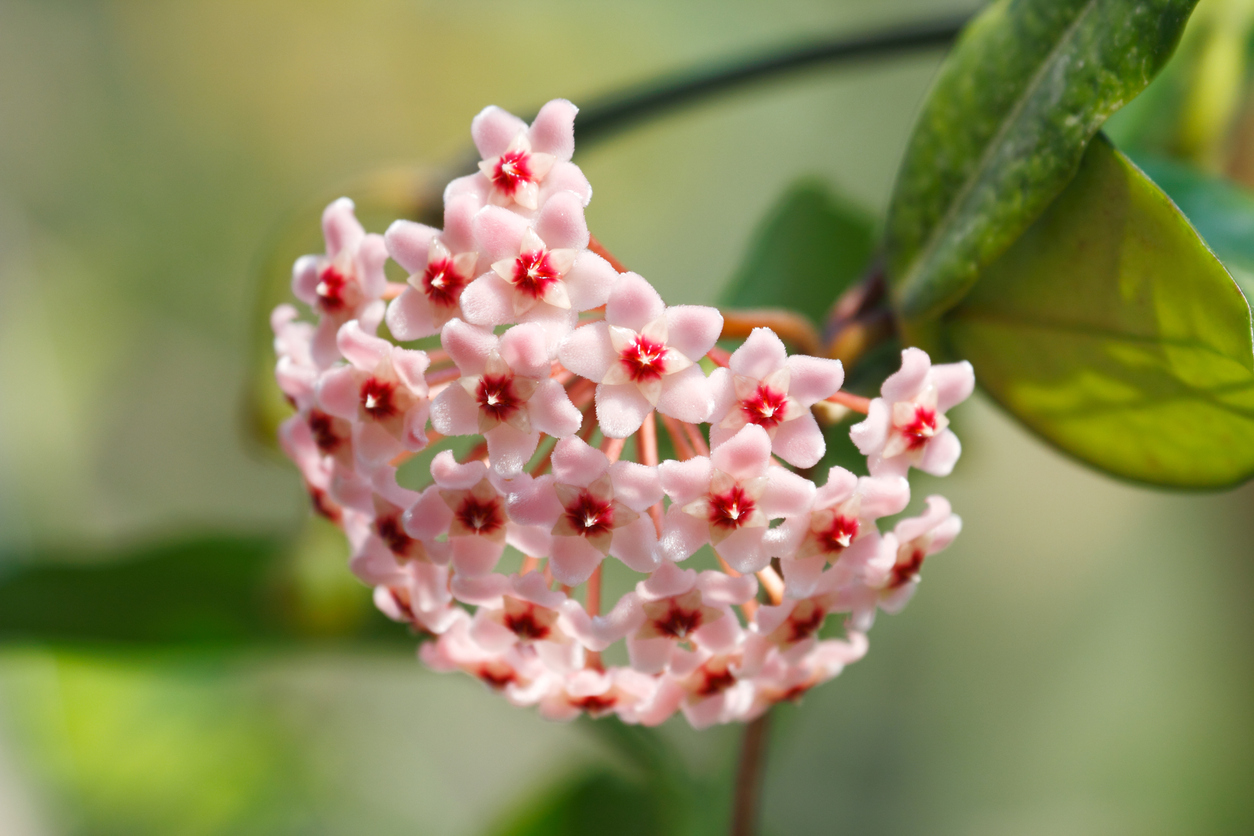 Wax plant with pink and red flowers.