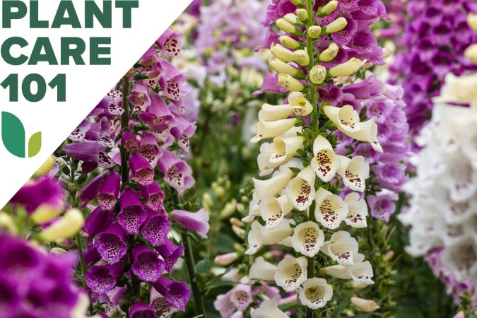 Add Interest to Your Home Landscape With This Guide to Growing Foxglove