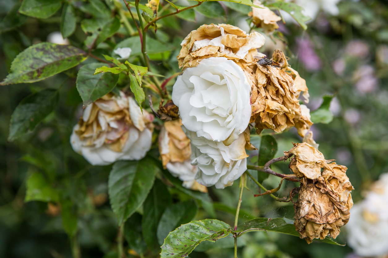Decaying and wilted roses on white rose bush.