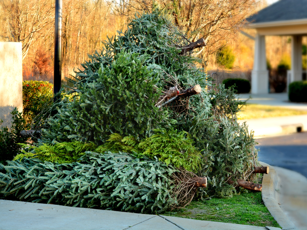 Used Christmas tree in front yard by curb, waiting for recycling pickup. Pile of cut and wasted christmas trees.