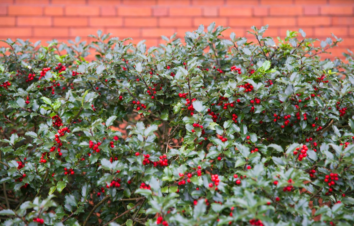 Holly bush growing berries outside of brick wall.