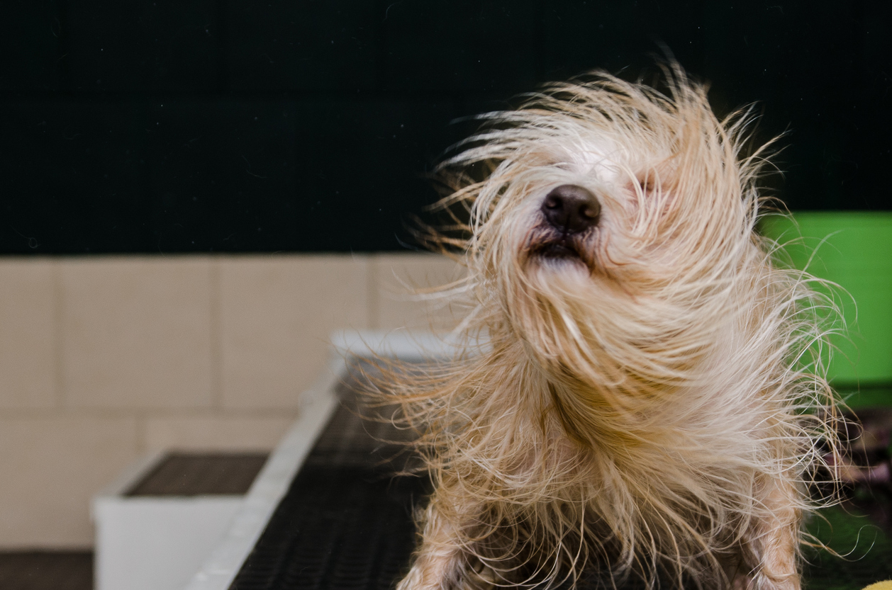 A small shaggy dog mid-shake after a bath in a dog wash station.
