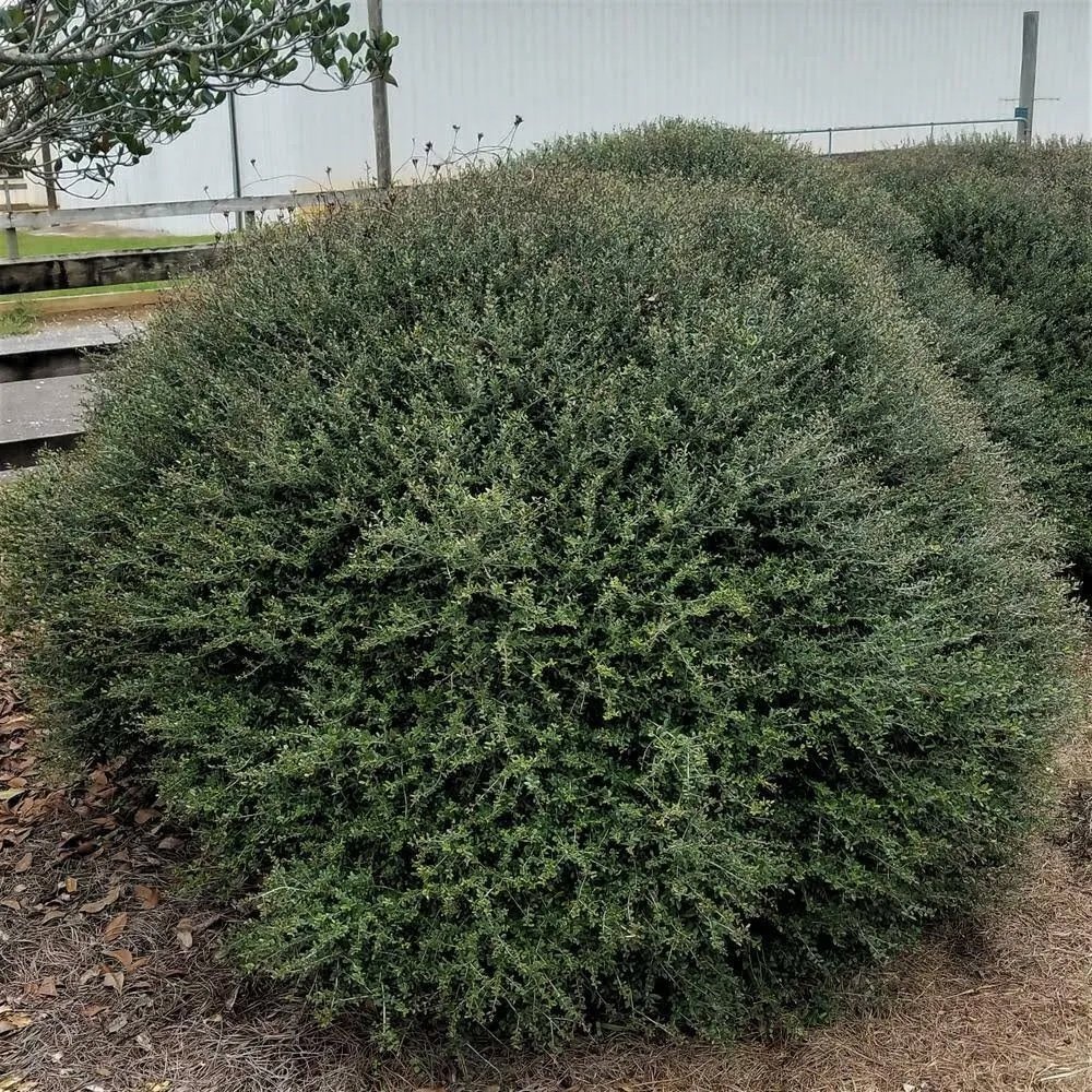 13 Types of Holly Plants All DIY Landscapers Should Know