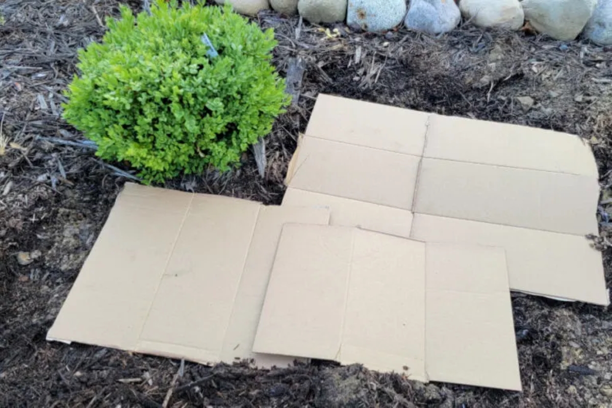 Using cardboard boxes to suppress weeds.