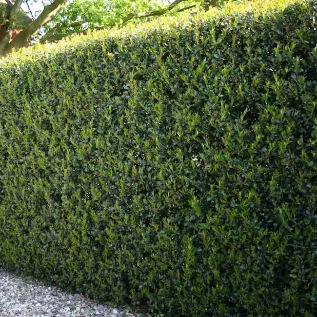 A burford holly bush pruned into a tall hedge in a home landscape.