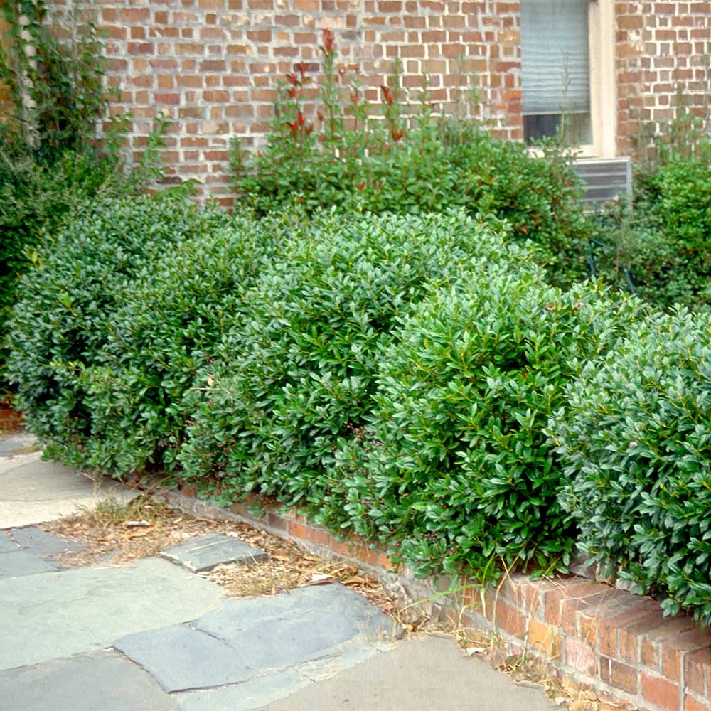 Carissa holly bushes planted along a home walkway to the front entry.