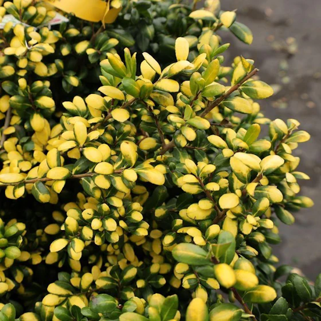 A drops of gold holly bush with variegated yellow and green leaves