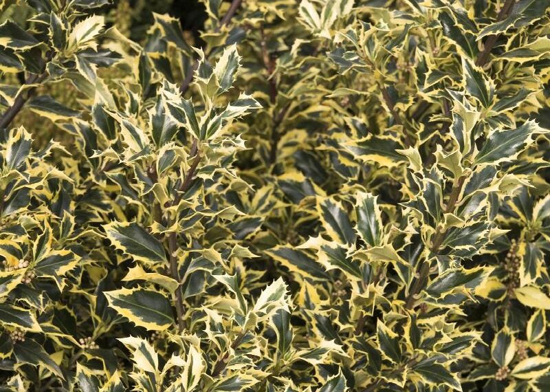 A group of holly bushes with gold variegation.