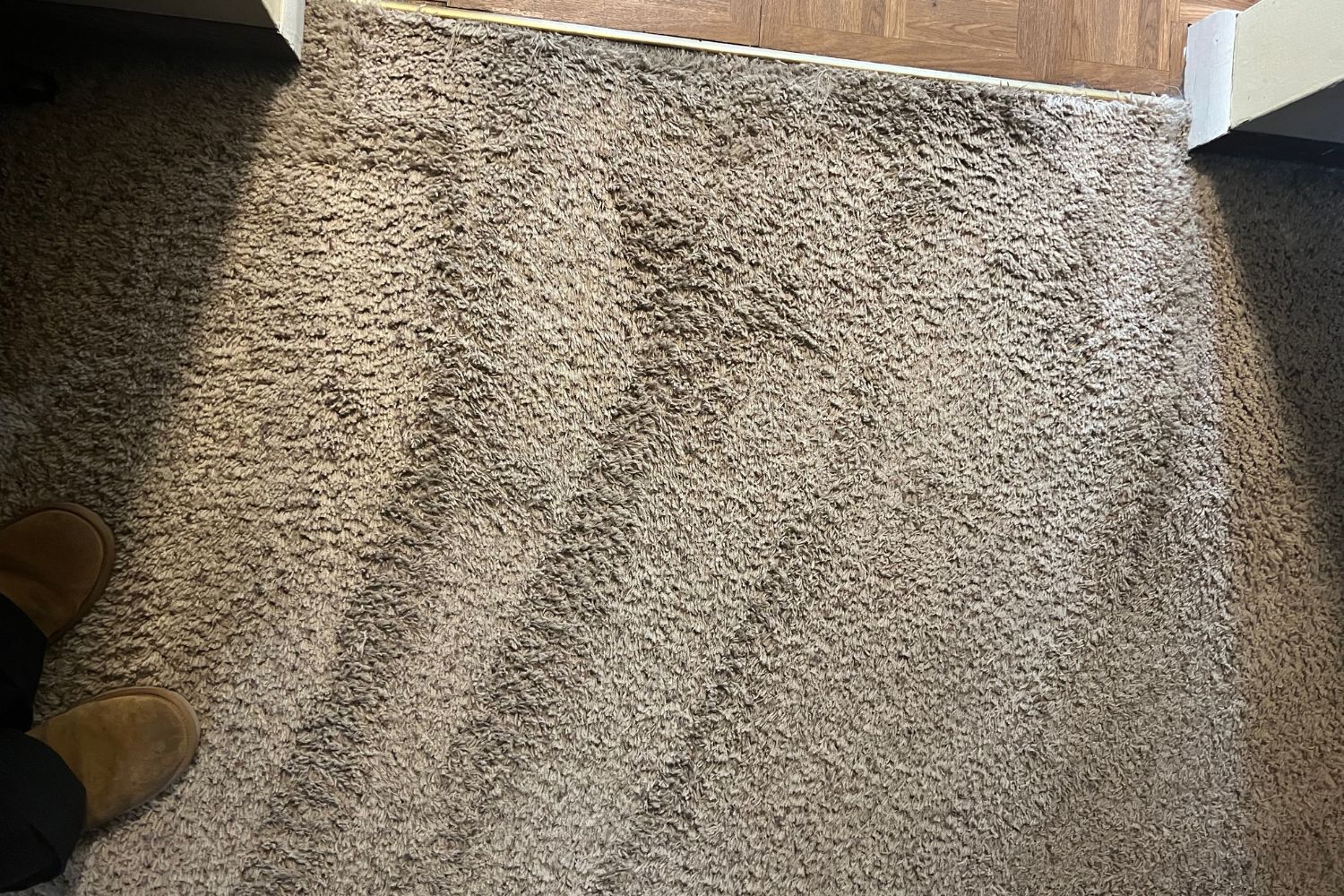 Tan carpet that has just been cleaned with Bissell carpet cleaner
