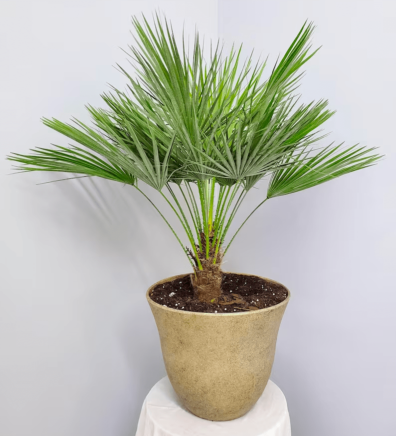 A European fan palm indoor houseplant.
