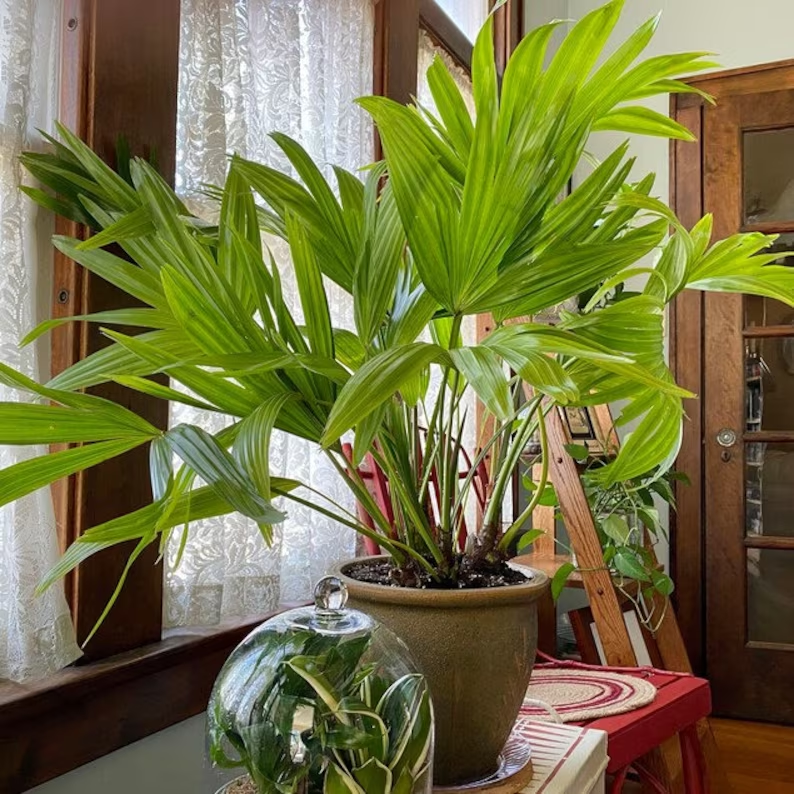 A potted fan palm tree inside a home.