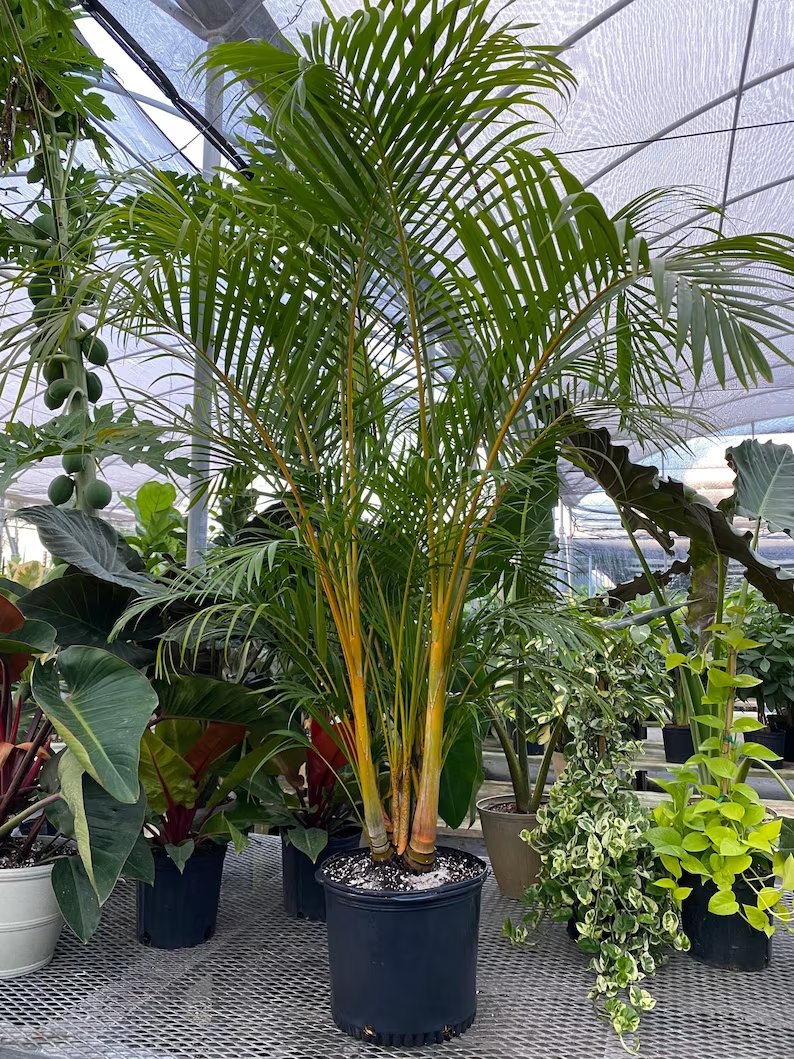 A large feather palm or areca palm tree potted as a houseplant in a greenhouse.