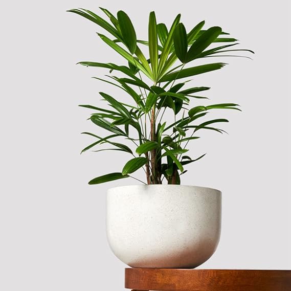 A lady palm houseplant potted on a table inside a house.