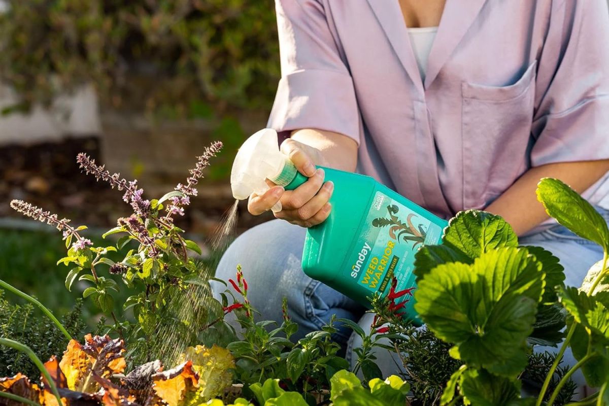 A person kneeling down to spray Sunday Weed Warrior Grass and Weed Killer on a specific area in a flower garden.