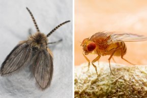 Drain Flies vs. Fruit Flies: Which Pests Are in Your Home?